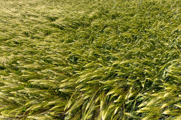 an agricultural field where green unripe rye grows