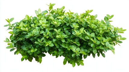 Obraz premium Lush green bush with dense leaves isolated on white background.