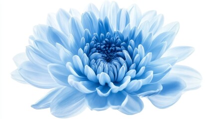 Obraz premium Close-up of a vivid blue chrysanthemum flower in full bloom on white background.