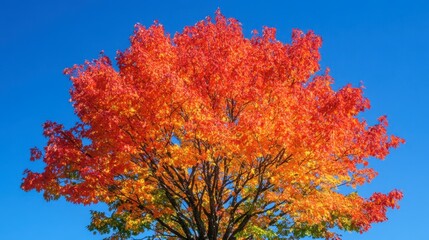 Fototapeta premium Vibrant Autumn Tree with Bright Red and Orange Leaves Against Blue Sky