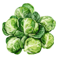 Obraz premium Fresh Green Brussels Sprouts Hand-painted Watercolor Illustration