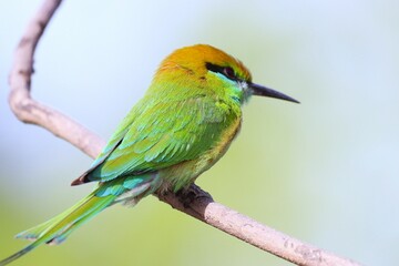 bee eater bird