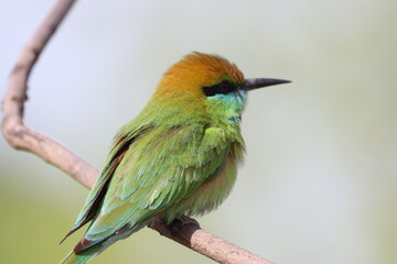 Bee Eater green