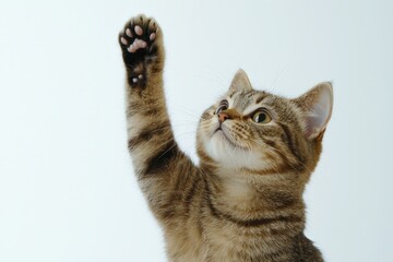 Obraz premium Adorable Tabby Cat Lifting Its Paw as If to Wave Hello in a Playful Gesture