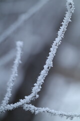 frost on branches