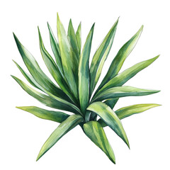 Vibrant Green Agave Plant with Long Sharp Leaves on White Background