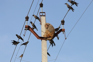 Monkey on electric pole life threatening