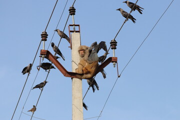 Monkey on electric pole life threatening