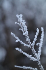 frost on branches