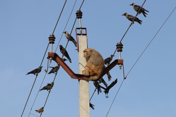 Monkey on electric pole life threatening