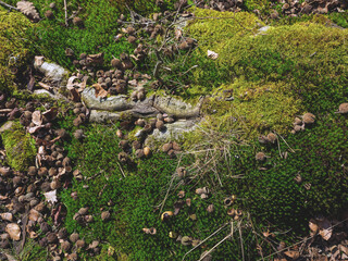 Waldboden mit verschiedenen Moosen und Wurzel, mit leeren Buchecker