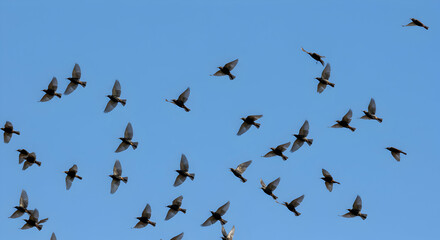 Flock Of Birds Soaring In Blue Sky