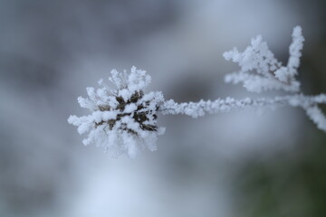 frost on branches