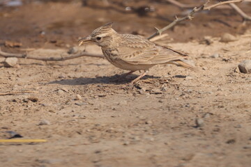 Crested Lark