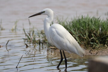 Egret 