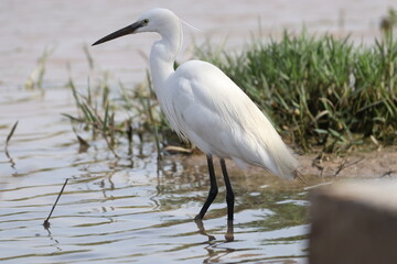 Egret 