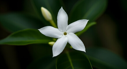 Obraz premium Closeup White Flower With Green Leaves
