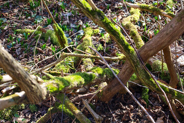 Close-up of tree branches covered with moss on a forest floor. The branches are brown in color and of various thicknesses. The moss is bright green and grows on the branches. Fallen leaves and snowdro