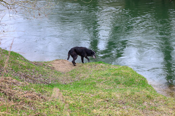 A dog drinks water from a river. The dog has black fur and stands on the riverbank, tilting its head to the water. The river has green water, and the bank is covered with grass and dry branches.