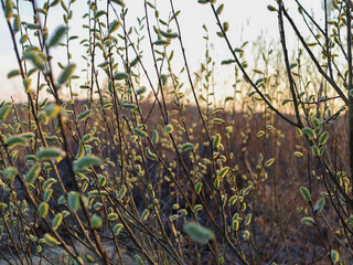 The photograph shows willow branches with blooming catkins at sunset. The catkins have a silver-white color with yellow anthers. The willow branches reach upwards against a background of blurred branc