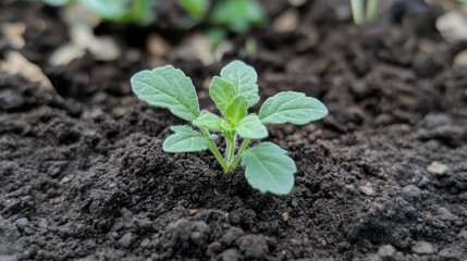 Naklejka premium Small Green Plant Emerging from Dark Soil in a Garden Setting