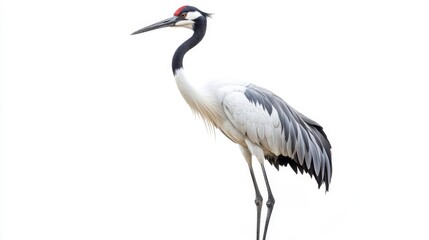 Obraz premium Whooping crane standing in profile on white background, full body detail view.