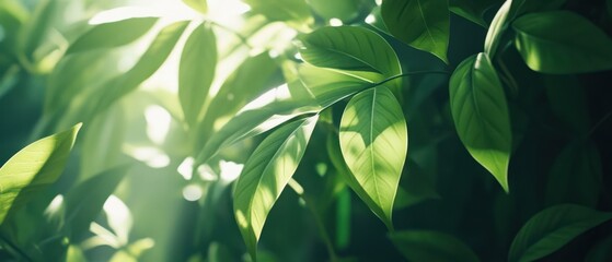Fototapeta premium Lush Green Leaves with Sunlight Filtering Through Nature Background