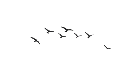 Flock of Birds in Flight