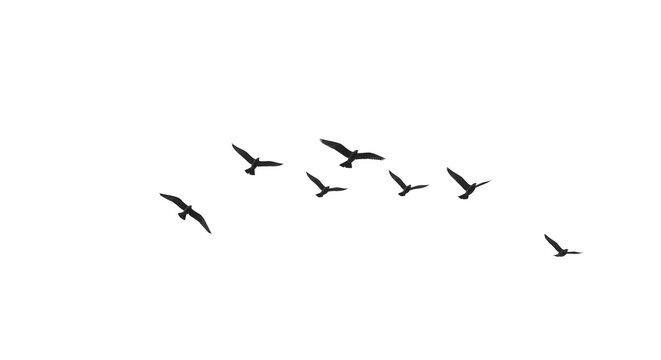 Flock of Birds in Flight