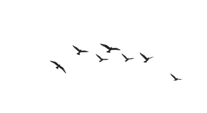 Flock of Birds in Flight