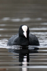 Coot swimming in the water.