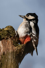 Great spotted woodpecker (Dendrocopos major) sitting on a tree.
