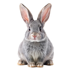 rabbit isolated on white background