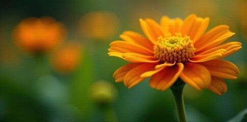 Fototapeta premium Close-up of Acmella oleracea plant flowers in a controlled environment, plant, leaves