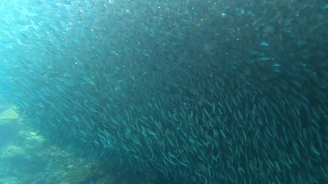 A huge school of fish is moving at Napaling Reef in Panglao Island, Philippines.