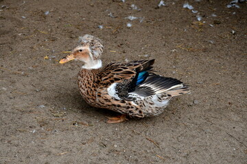 A close up on ducks, drakes and other birds grazing, looking for food and relaxing on a dirt path or road near a massive wooden barn, surrounded with left feathers and other contaminants 