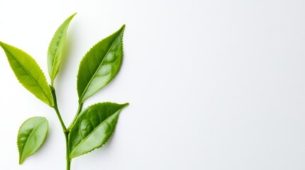 Fototapeta premium Minimalist Tea Leaves Fresh Green Sprig on White Background, tea ,plant