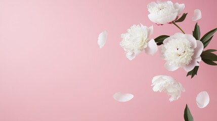 Fototapeta premium Floating White Peonies on Pink Minimalist Floral Still Life with Copy Space, Peonies, Floral