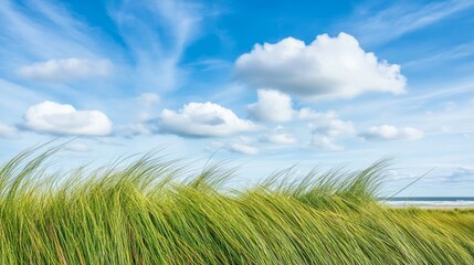 Coastal Grasses Under Blue Sky Low Angle, Natural Light, Serenity, Landscape, ,Nature ,Coastal