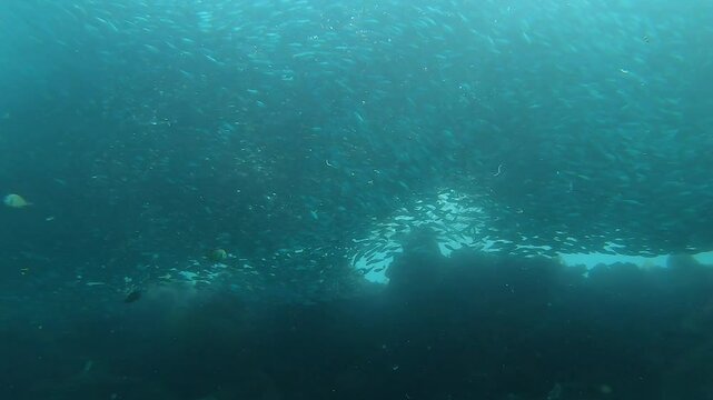A huge school of fish is moving at Napaling Reef in Panglao Island, Philippines.