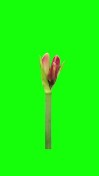 Time lapse of opening light red Brazza amaryllis flower