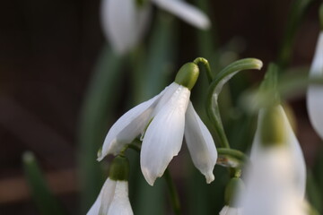 A cluster of Snowdrops backlit with sunlight
