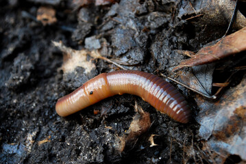 a large earthworm crawls out of the black soil in a spring forest