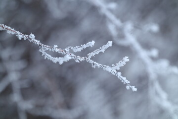 frost on branches