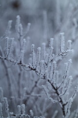 snow covered branches