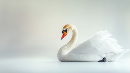 Fototapeta premium Elegant white swan gracefully floating in calm waters, showcasing its serene beauty and delicate features in a minimalist soft background