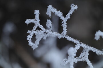 frost on branches