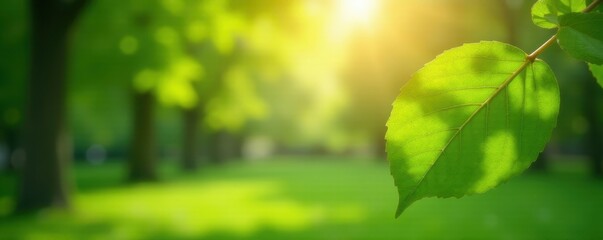 Soft focus sunlit leaves, blurred park greenery, gentle, summer, bright