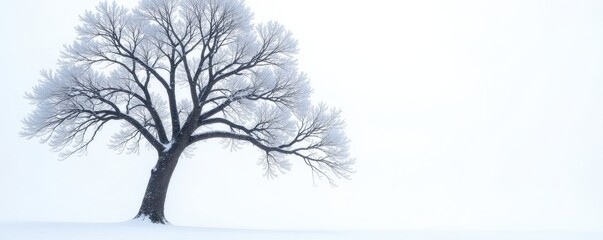 Obraz premium Stark winter tree, branches skyward against pure white , vertical, reaching