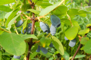 blue honeysuckle berries hanging on a branch with green leaves illuminated by the sun